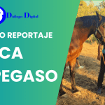 Donde el Amor por los Caballos y la Naturaleza Se Encuentran