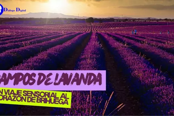 Campos de lavanda: Un viaje sensorial al corazón de Brihuega