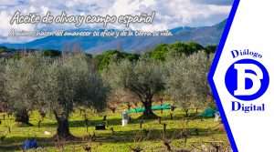 Agricultor recogiendo aceitunas para la producción de aceite de oliva en una jornada marcada por las lluvias intensas