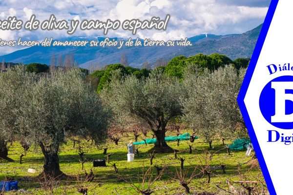 Agricultor recogiendo aceitunas para la producción de aceite de oliva en una jornada marcada por las lluvias intensas