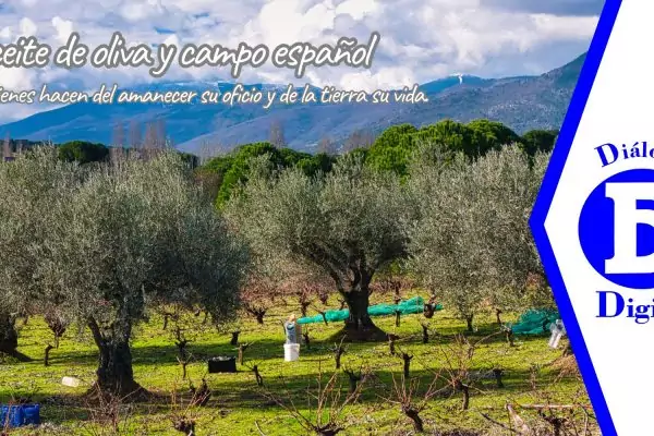 Agricultor recogiendo aceitunas para la producción de aceite de oliva en una jornada marcada por las lluvias intensas